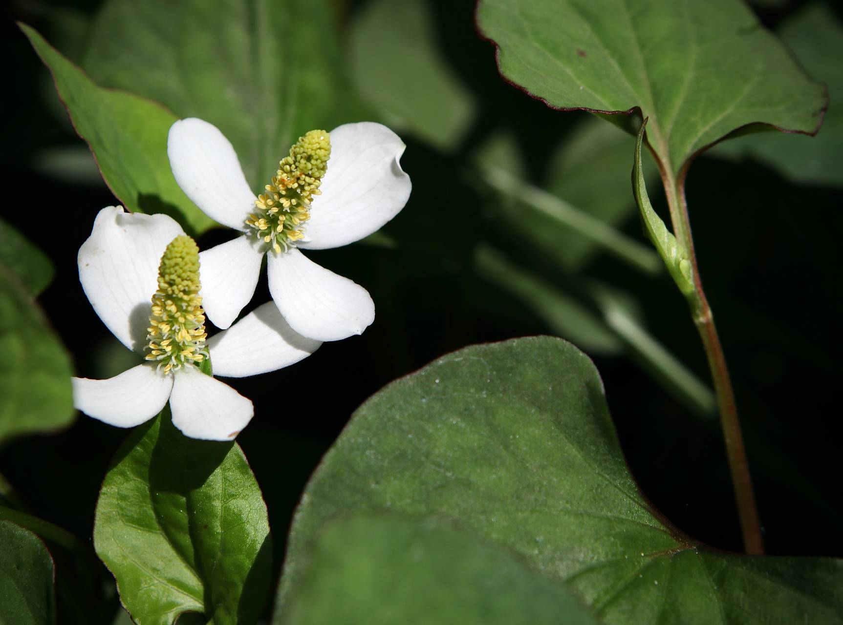 Photo of Chameleon Plant