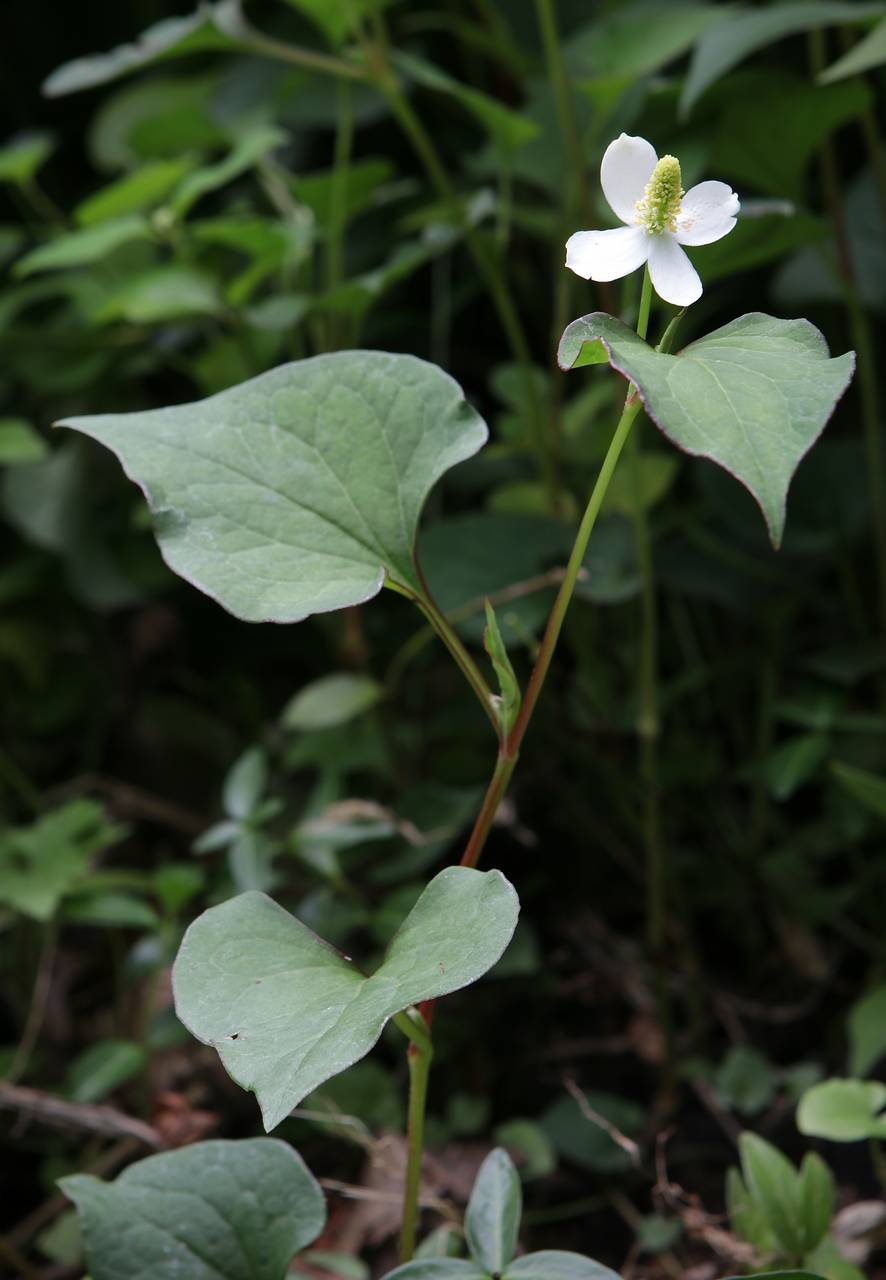 Photo of Chameleon Plant