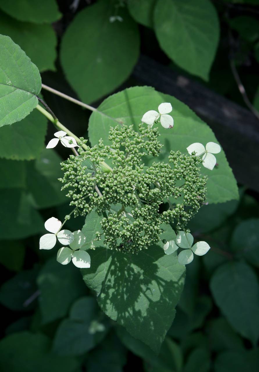 Photo of Wild Hydgrangea