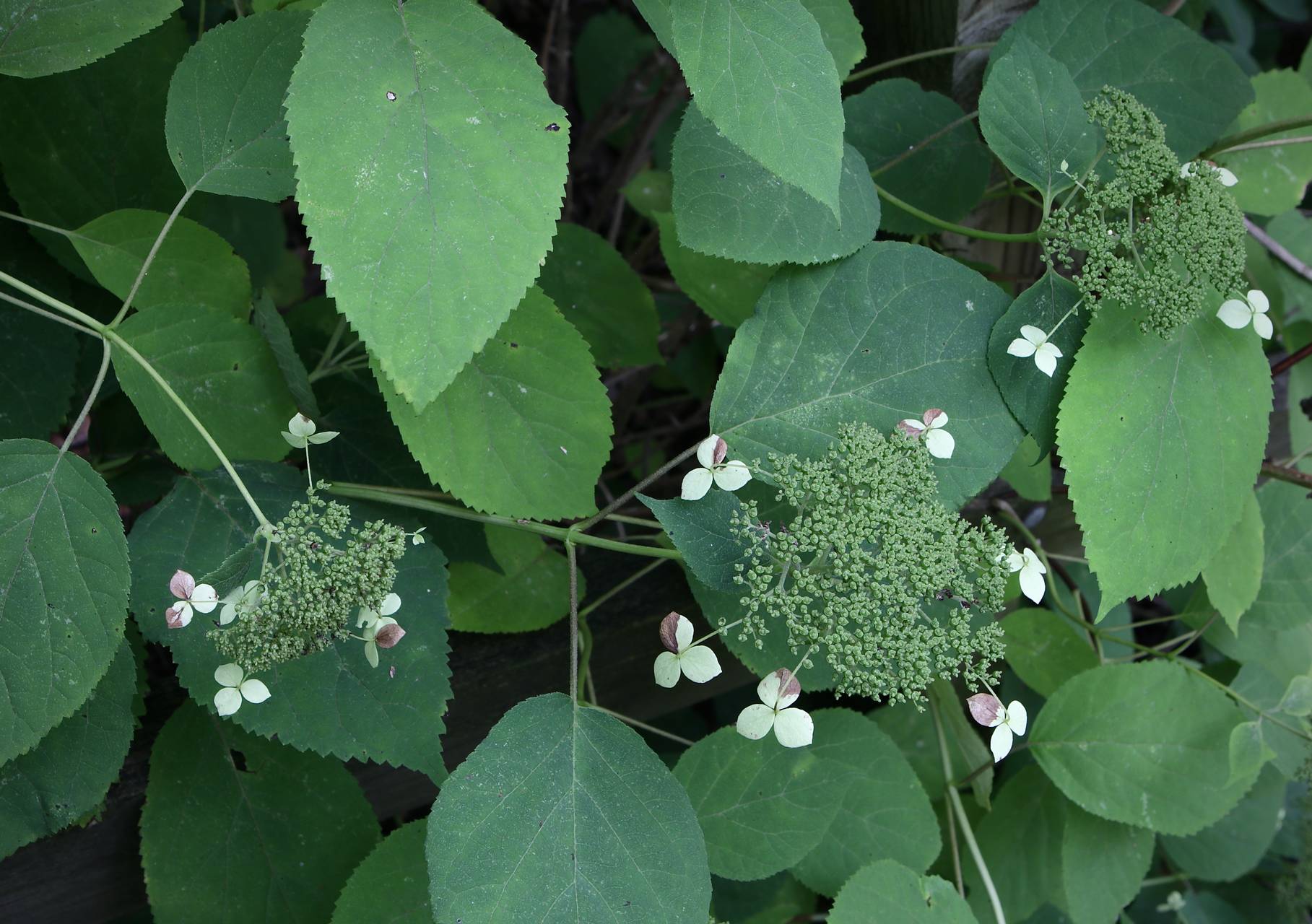 Photo of Wild Hydgrangea