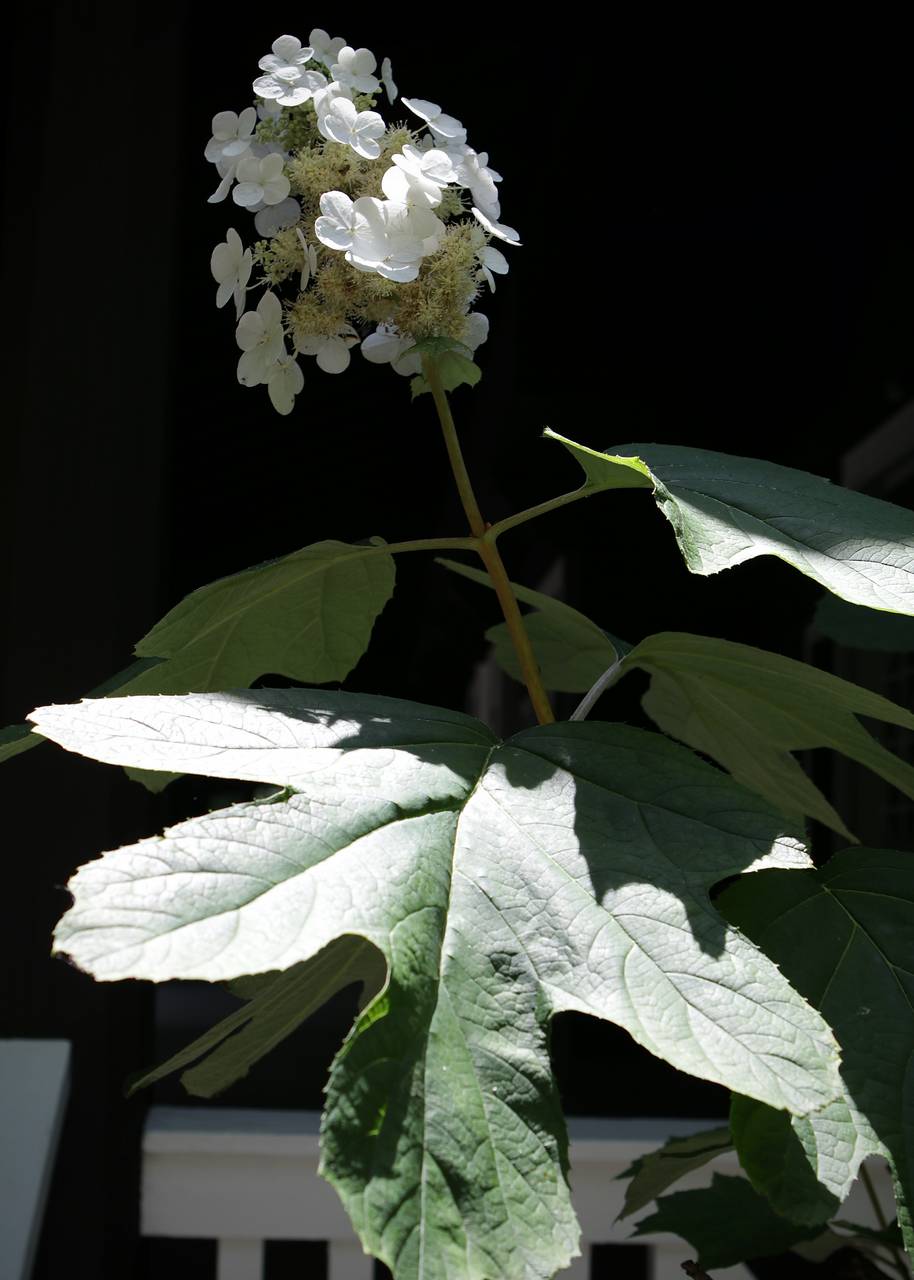 Photo of Oakleaf Hydrangea