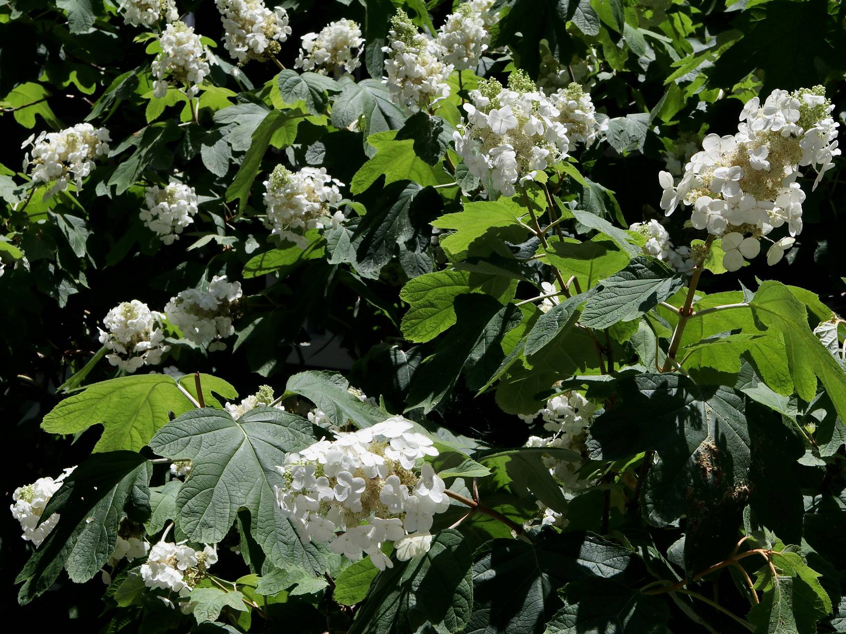 Photo of Oakleaf Hydrangea