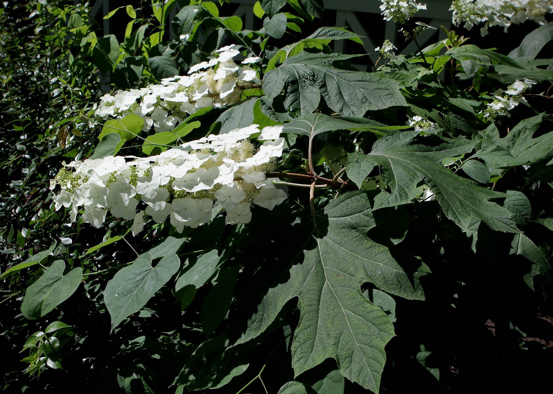 Photo of Oakleaf Hydrangea