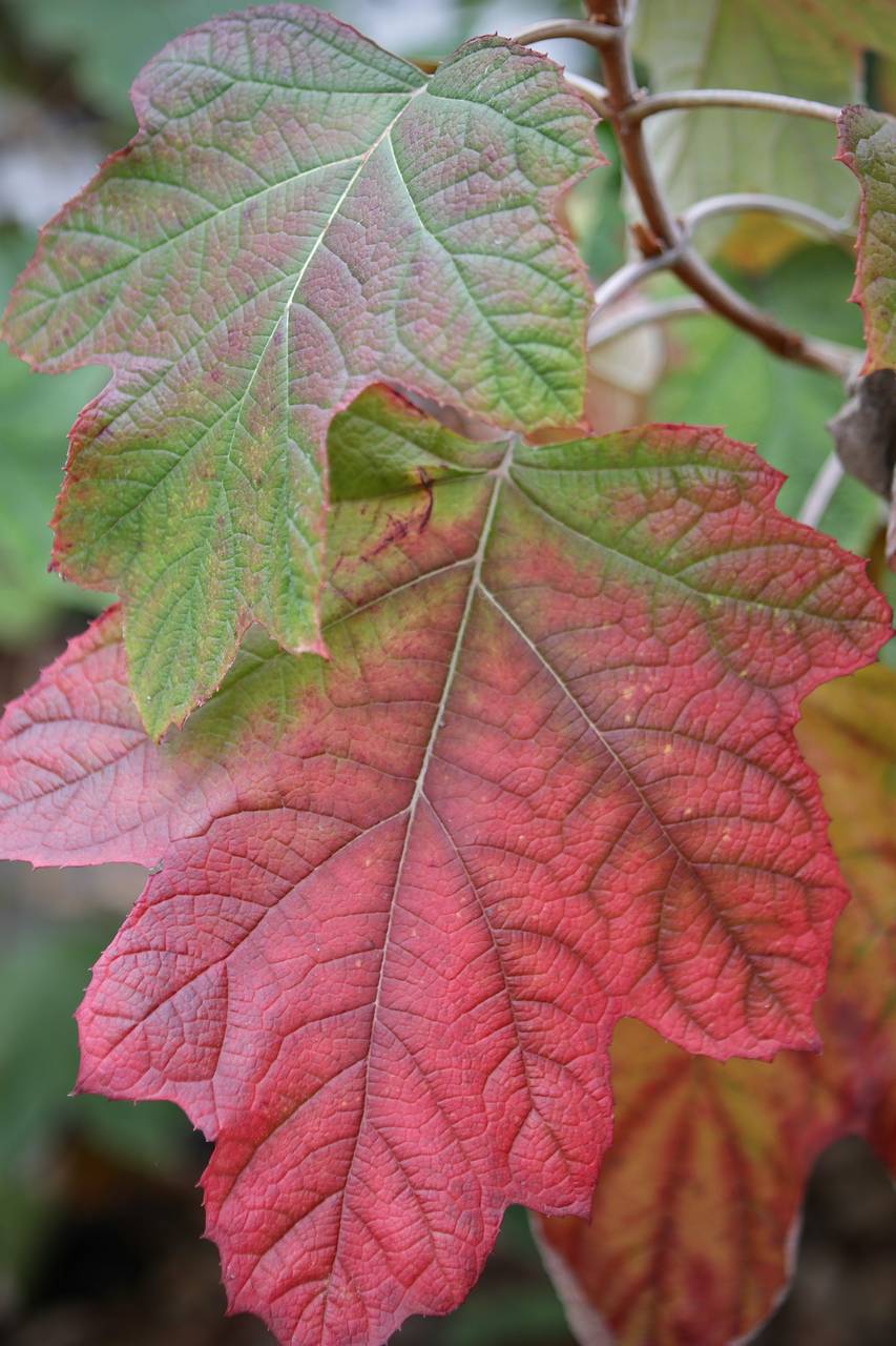 Photo of Oakleaf Hydrangea