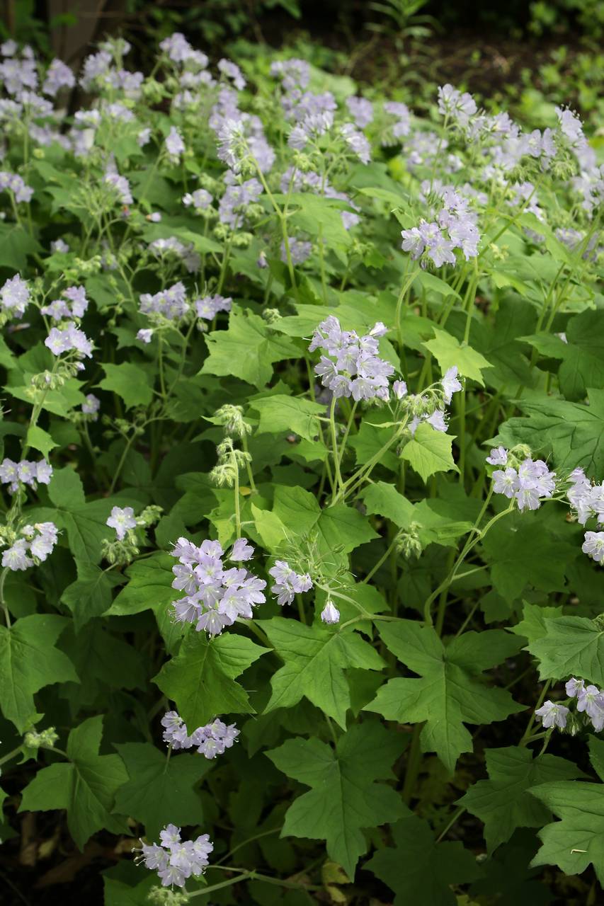 Photo of Appendaged Waterleaf