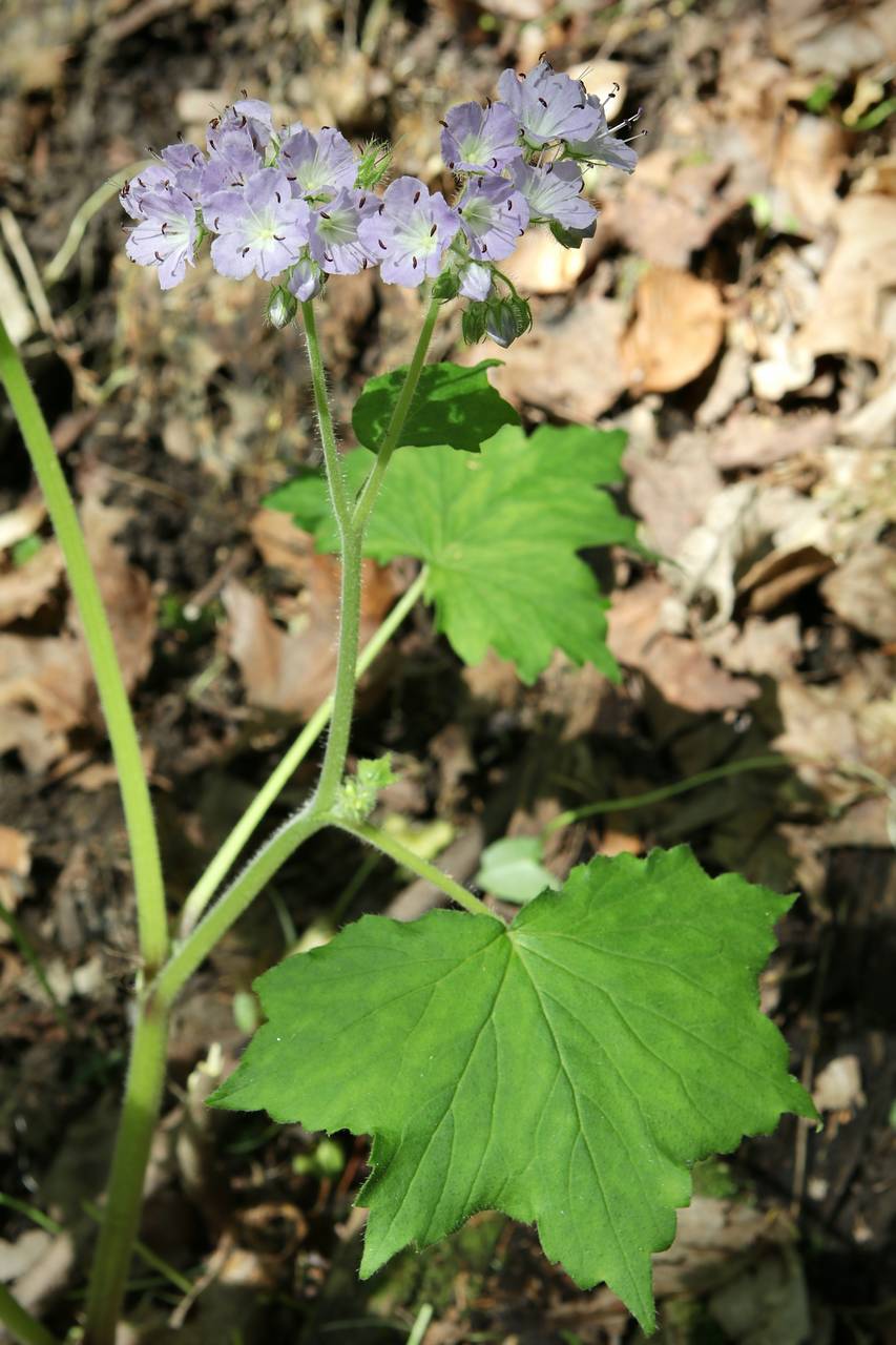 Photo of Appendaged Waterleaf