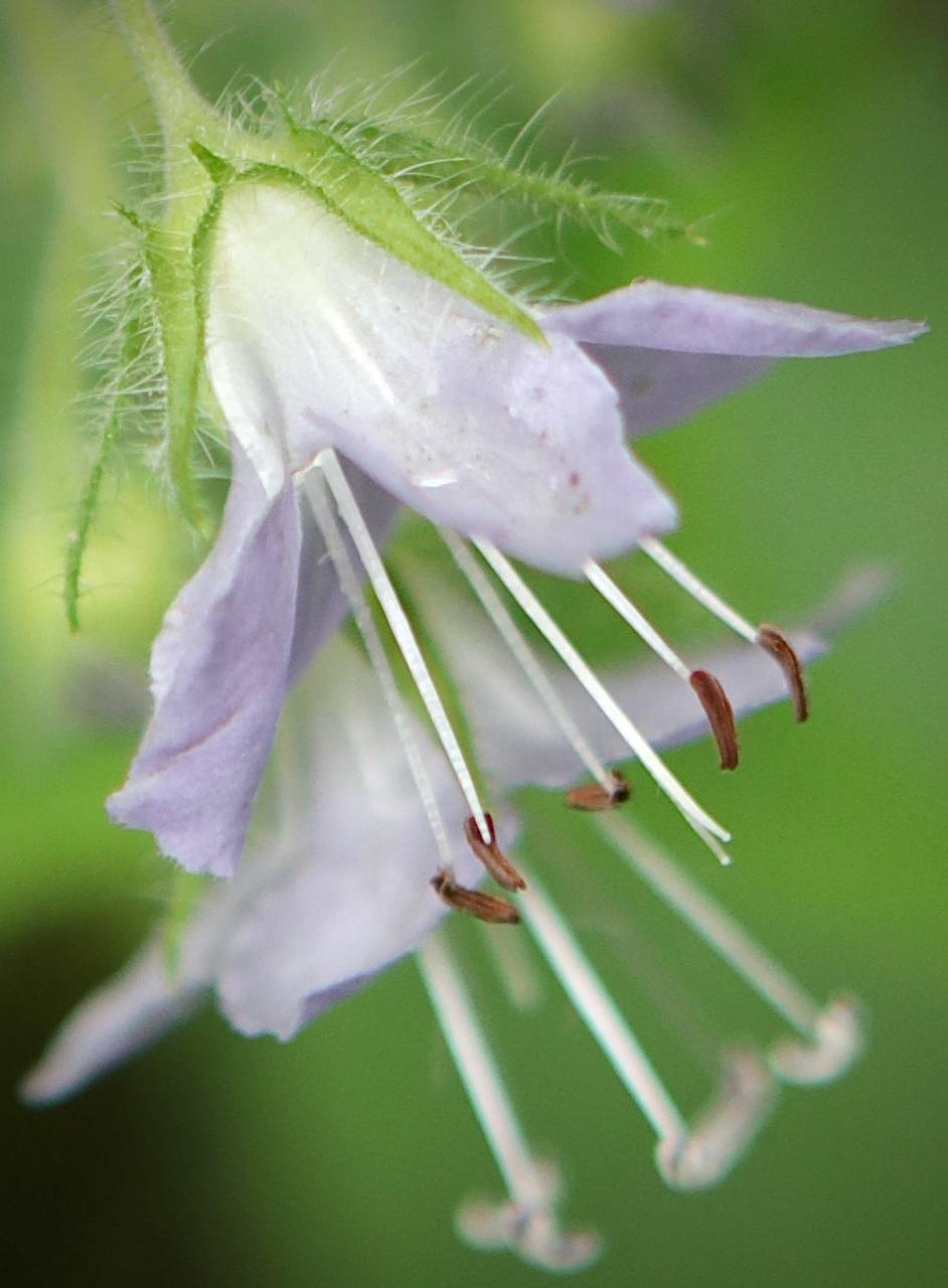 Photo of Appendaged Waterleaf