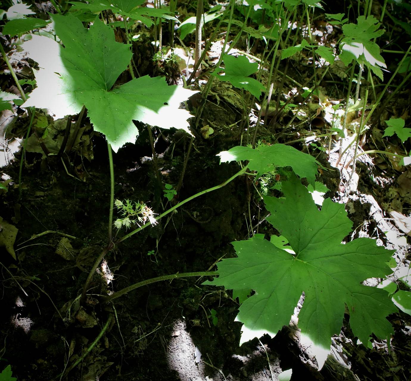 Photo of Broadleaf Waterleaf