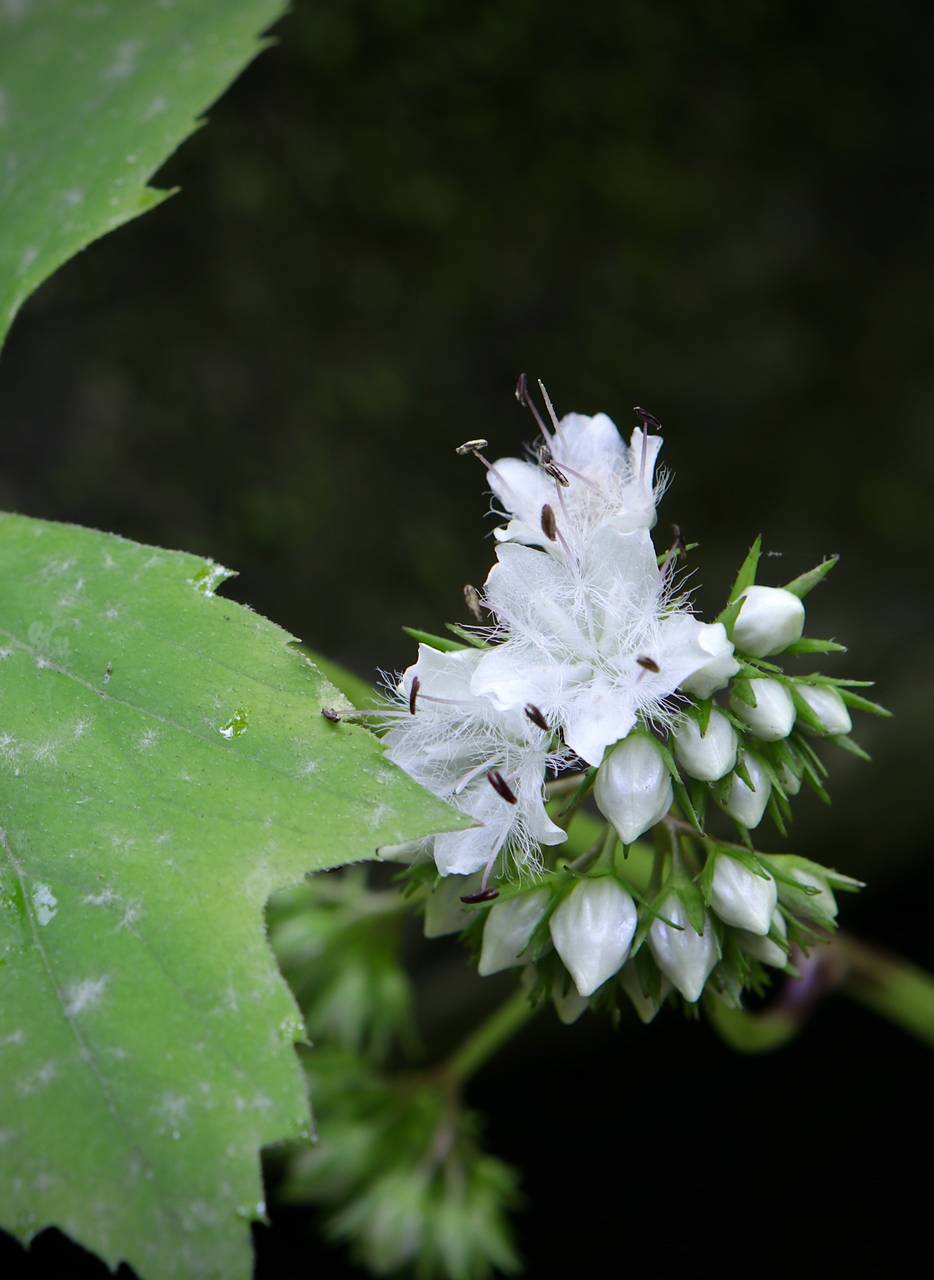 Photo of Broadleaf Waterleaf