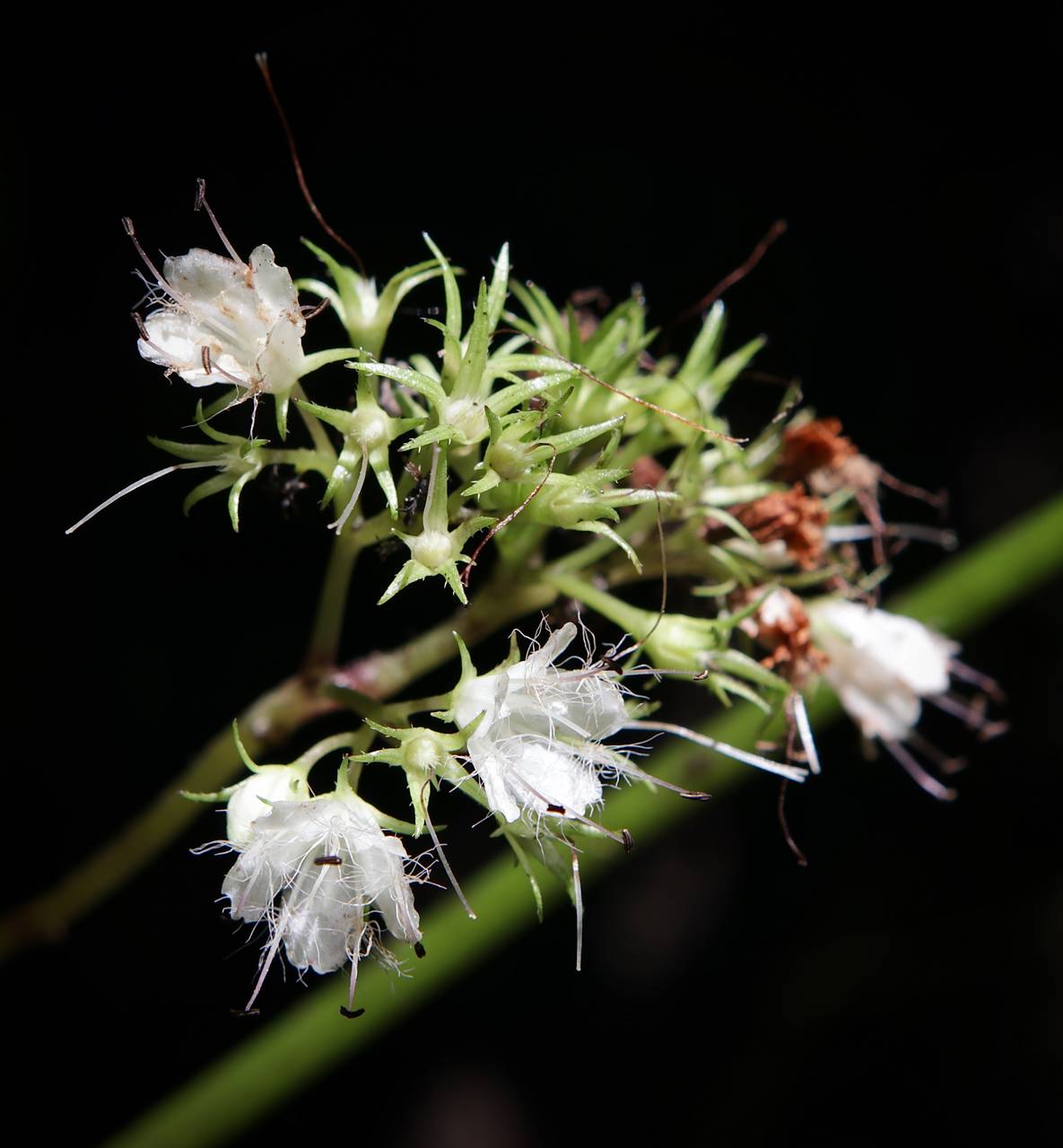 Photo of Broadleaf Waterleaf