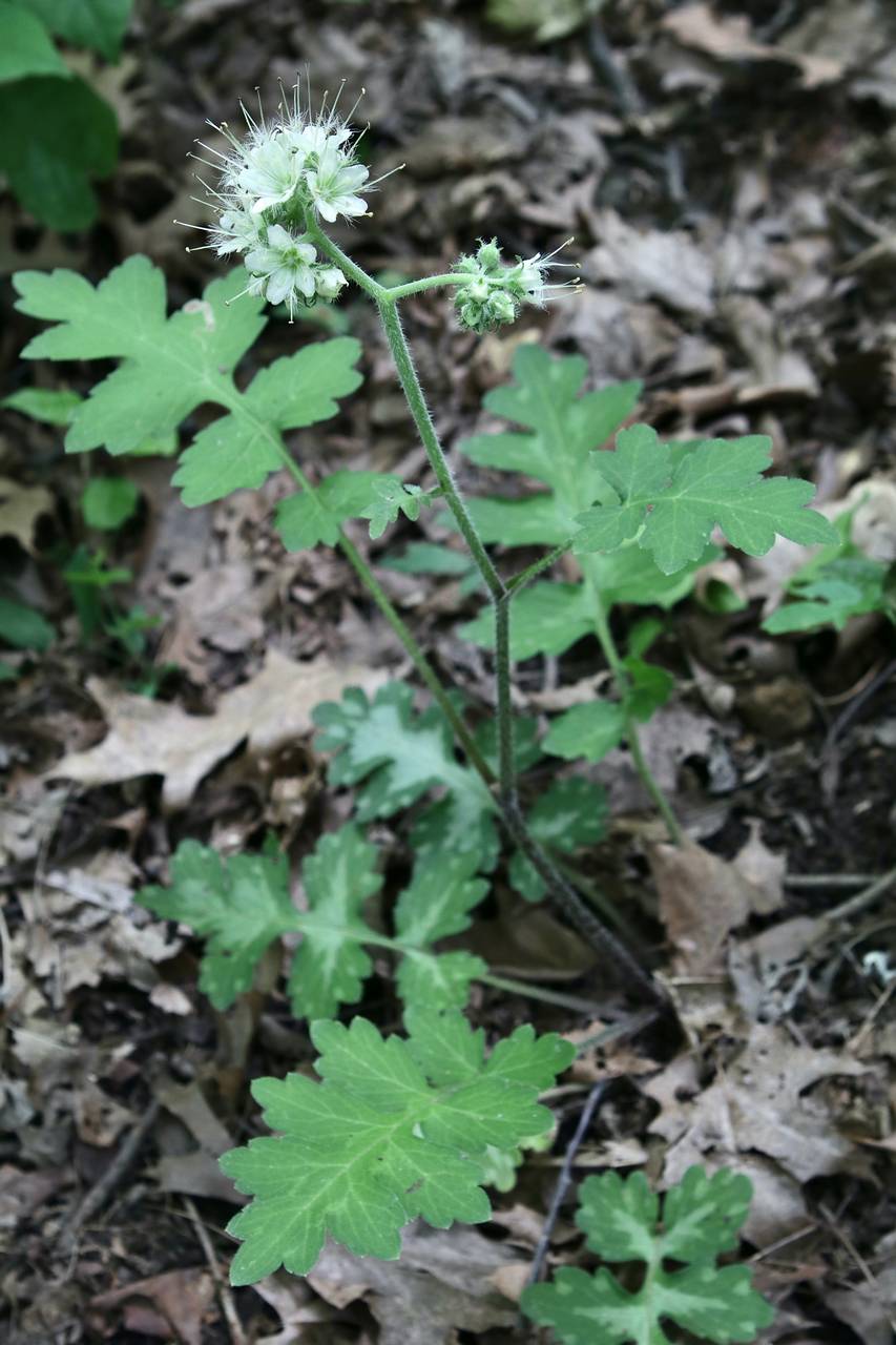 Photo of Largeleaf Waterleaf