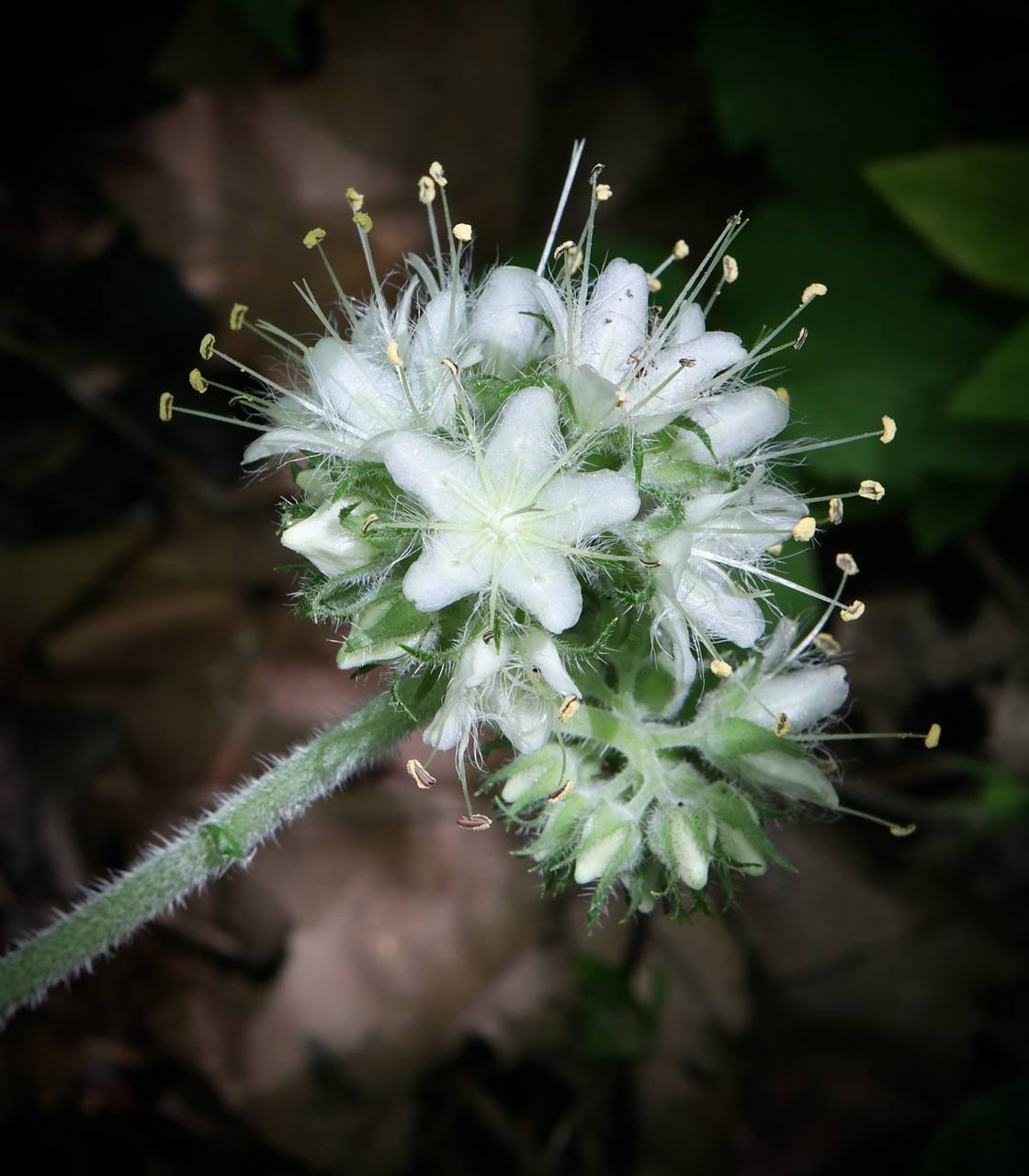 Photo of Largeleaf Waterleaf