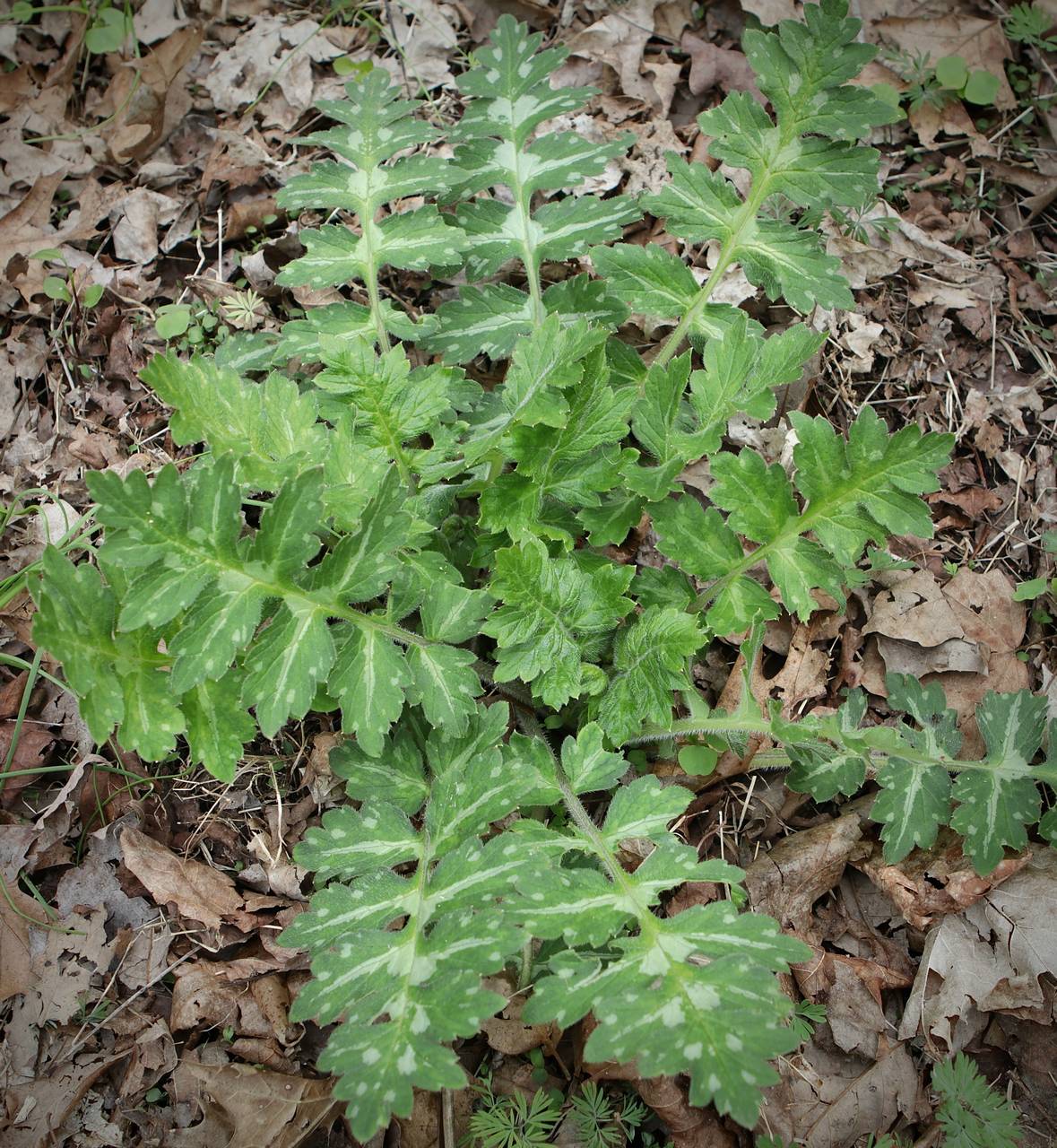 Photo of Largeleaf Waterleaf