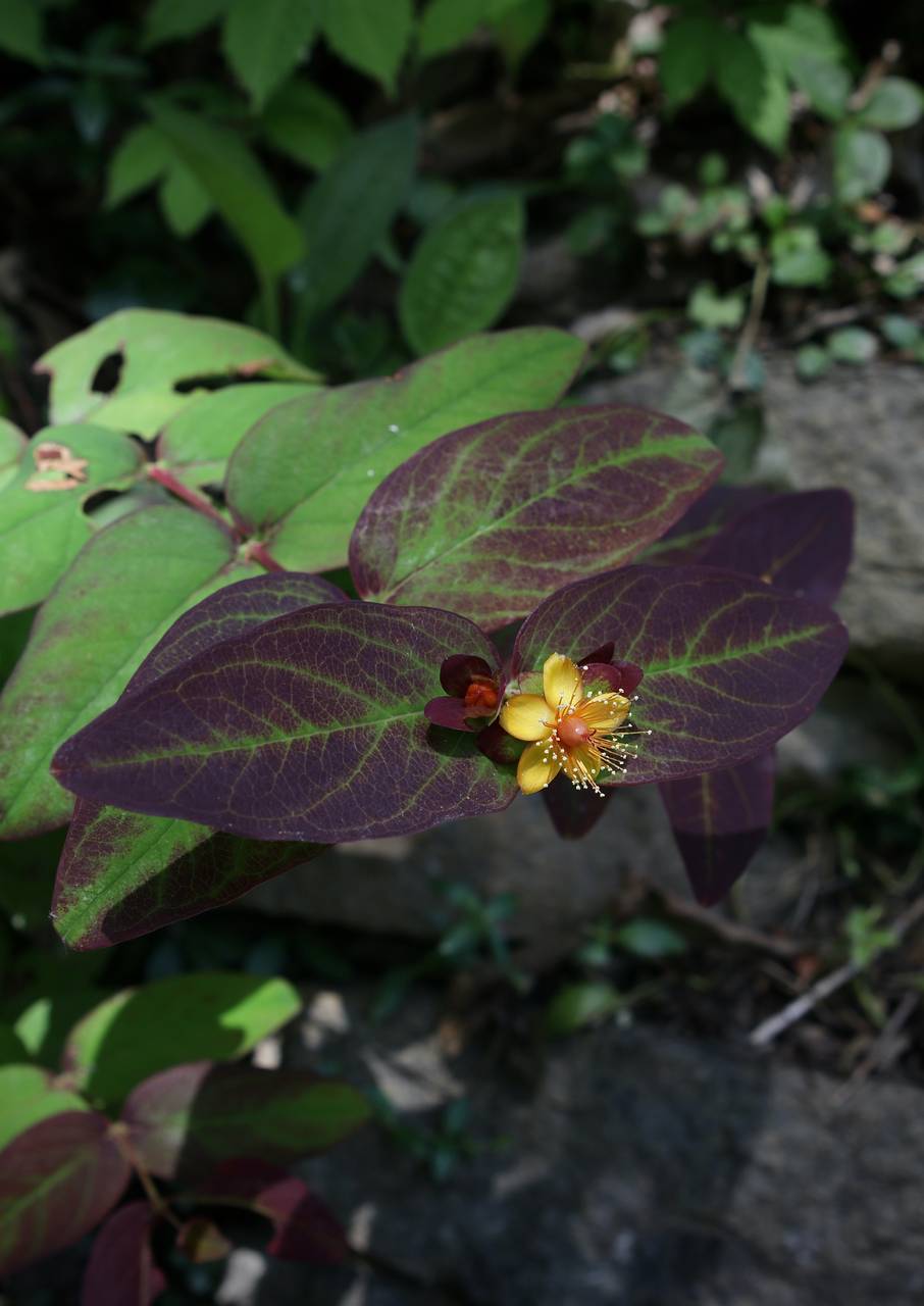 Photo of Tutsan