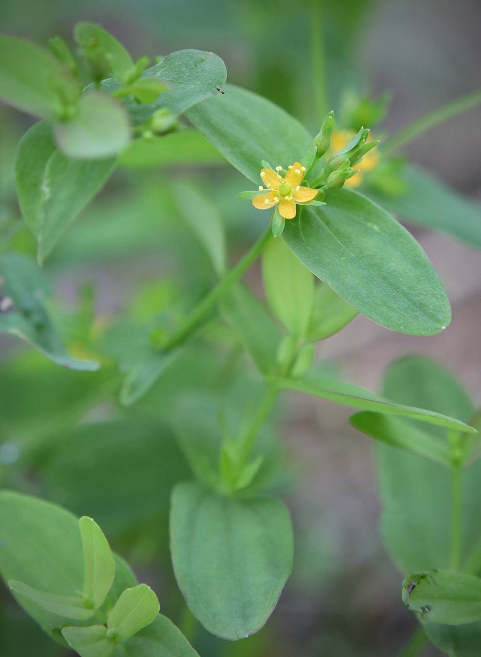 Photo of Dwarf St. John's Wort