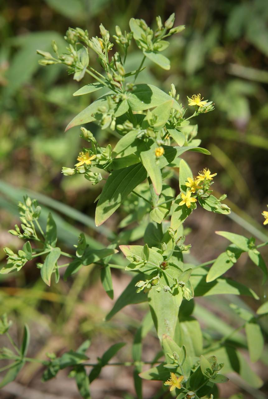 Photo of Dwarf St. John's Wort