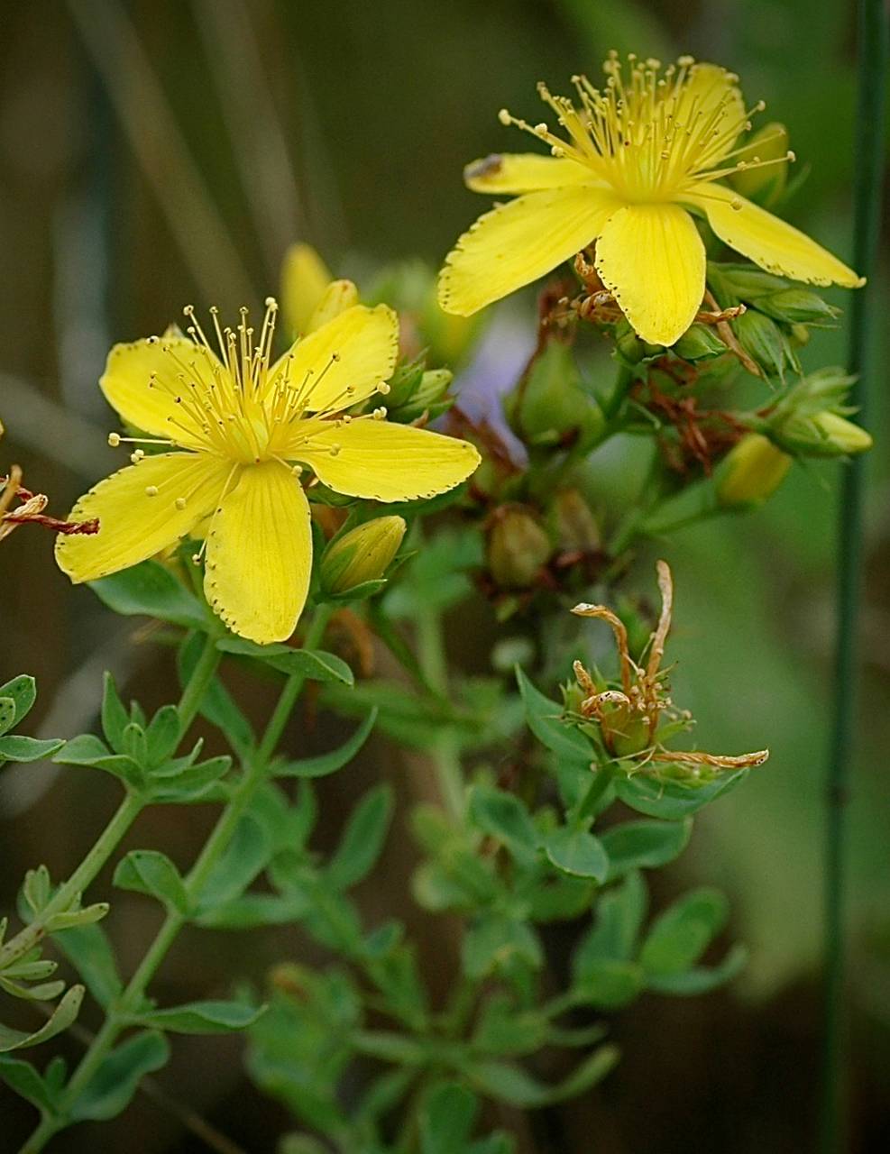 Photo of Common St. John's Wort