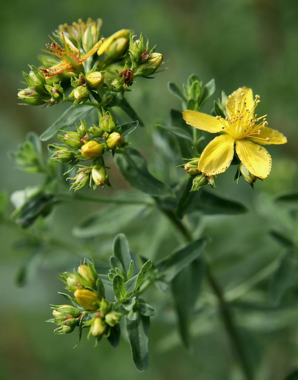 Photo of Common St. John's Wort