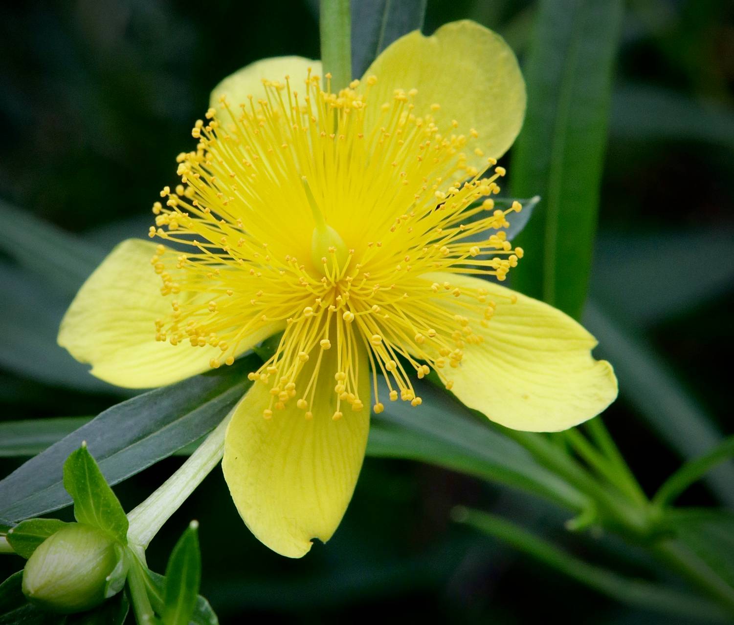Photo of Shrubby St. John's Wort