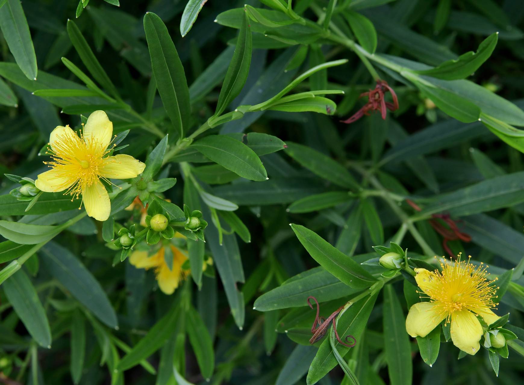 Photo of Shrubby St. John's Wort