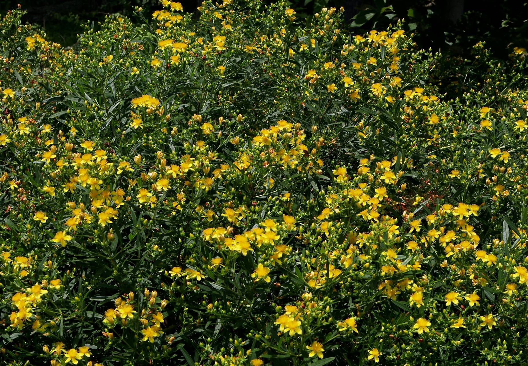 Photo of Shrubby St. John's Wort