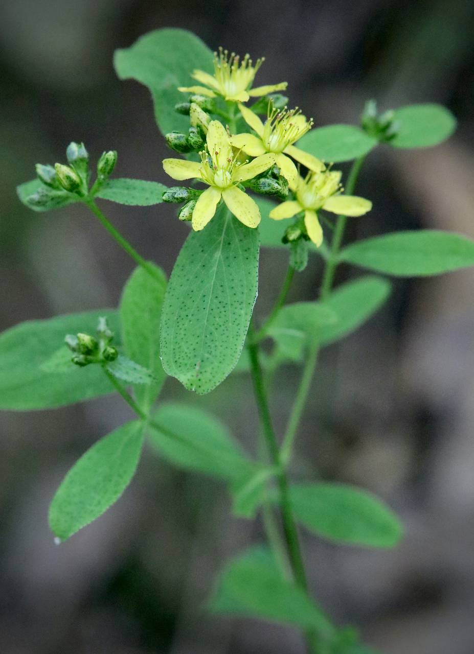Photo of Spotted St. John's Wort
