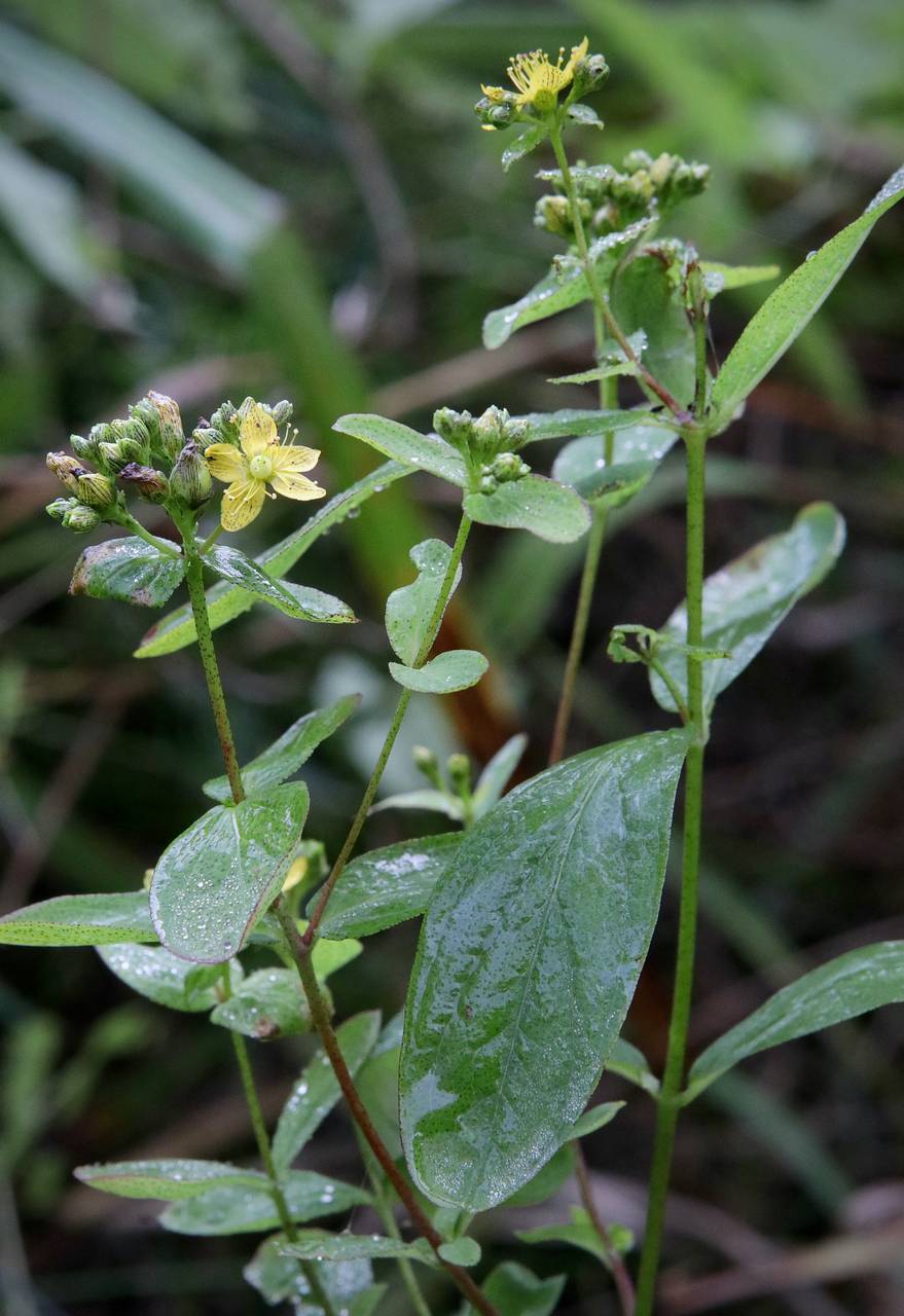 Photo of Spotted St. John's Wort