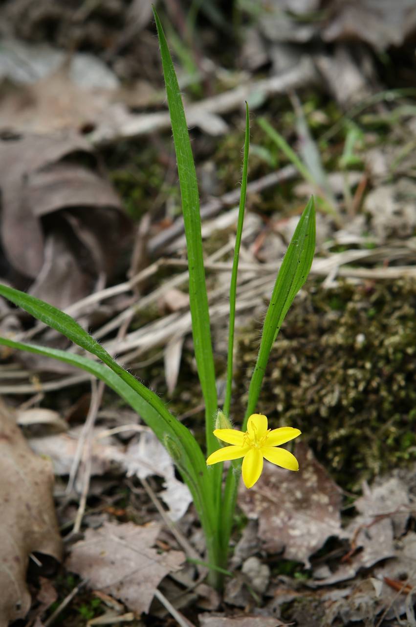 Photo of Yellow Stargrass