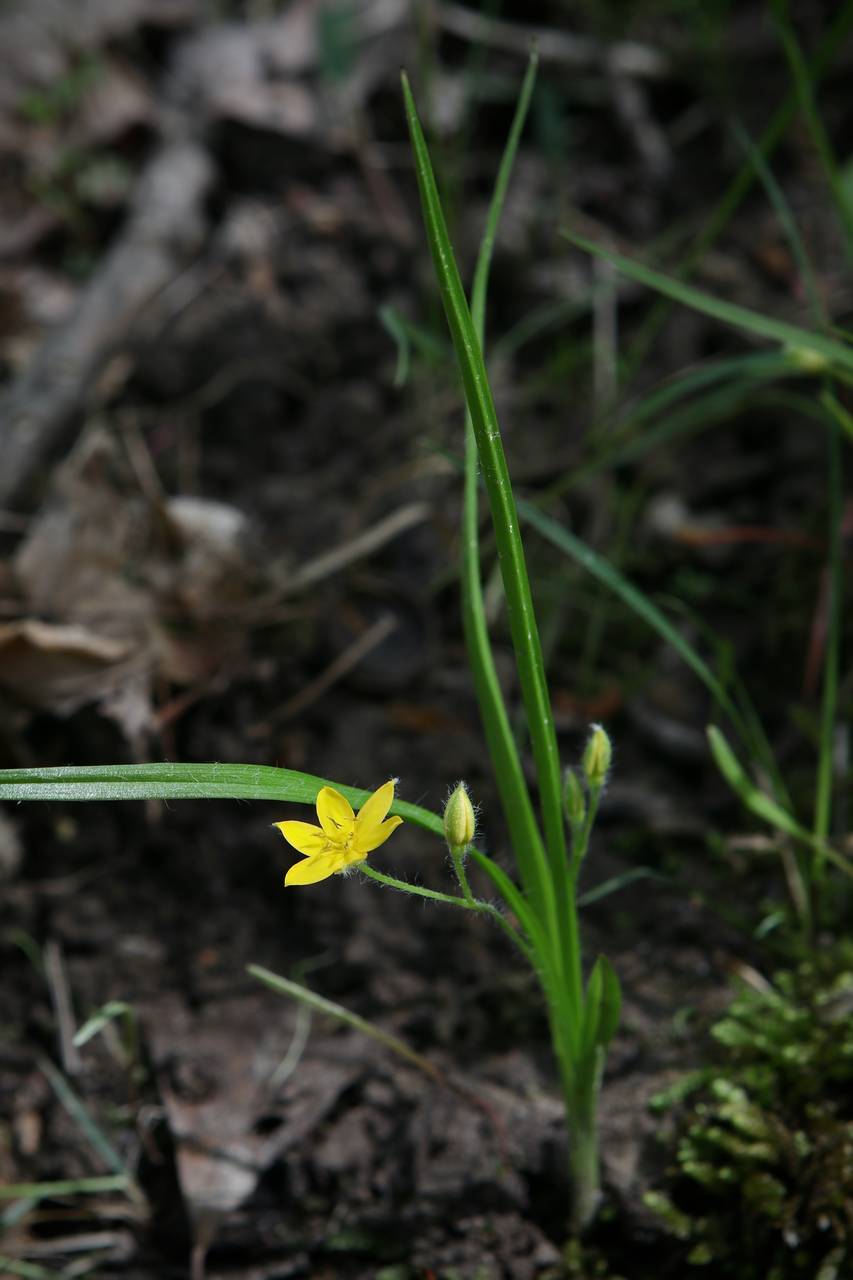 Photo of Yellow Stargrass