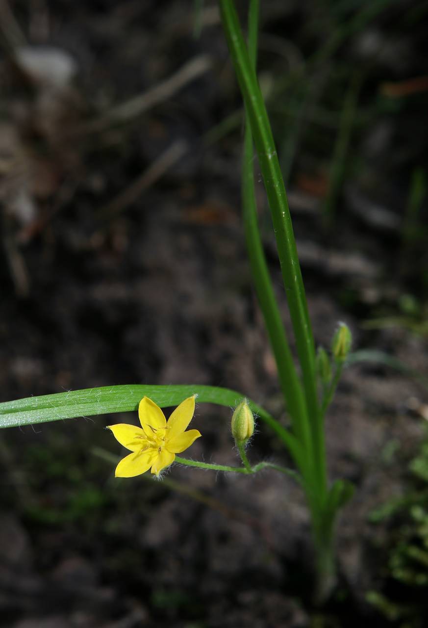 Photo of Yellow Stargrass