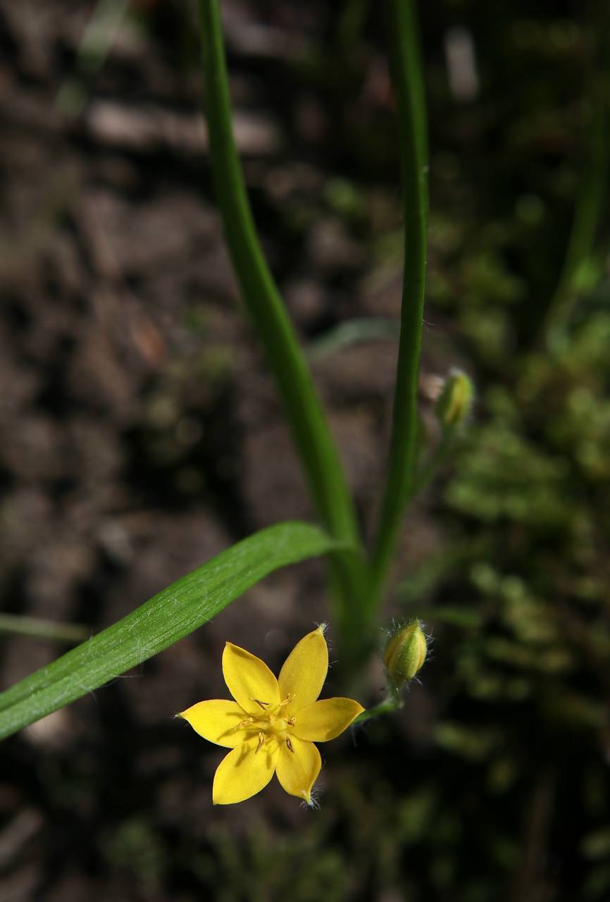 Photo of Yellow Stargrass