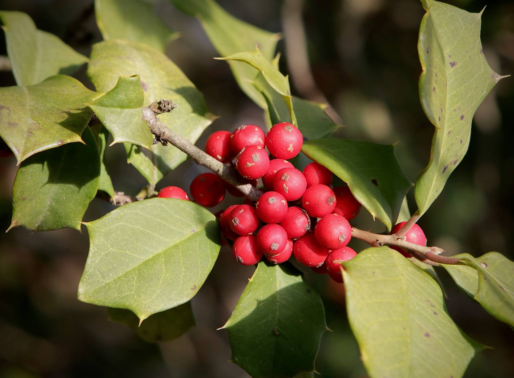 Photo of American Holly