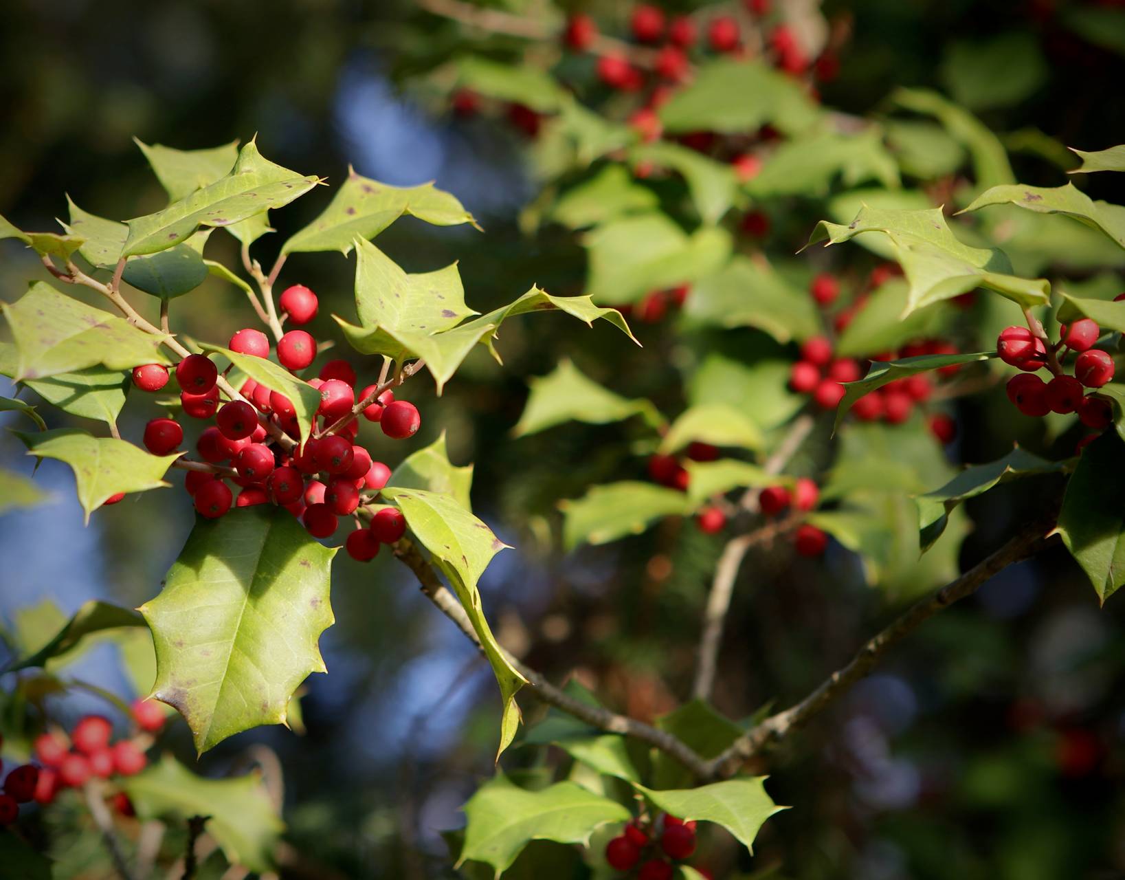 Photo of American Holly