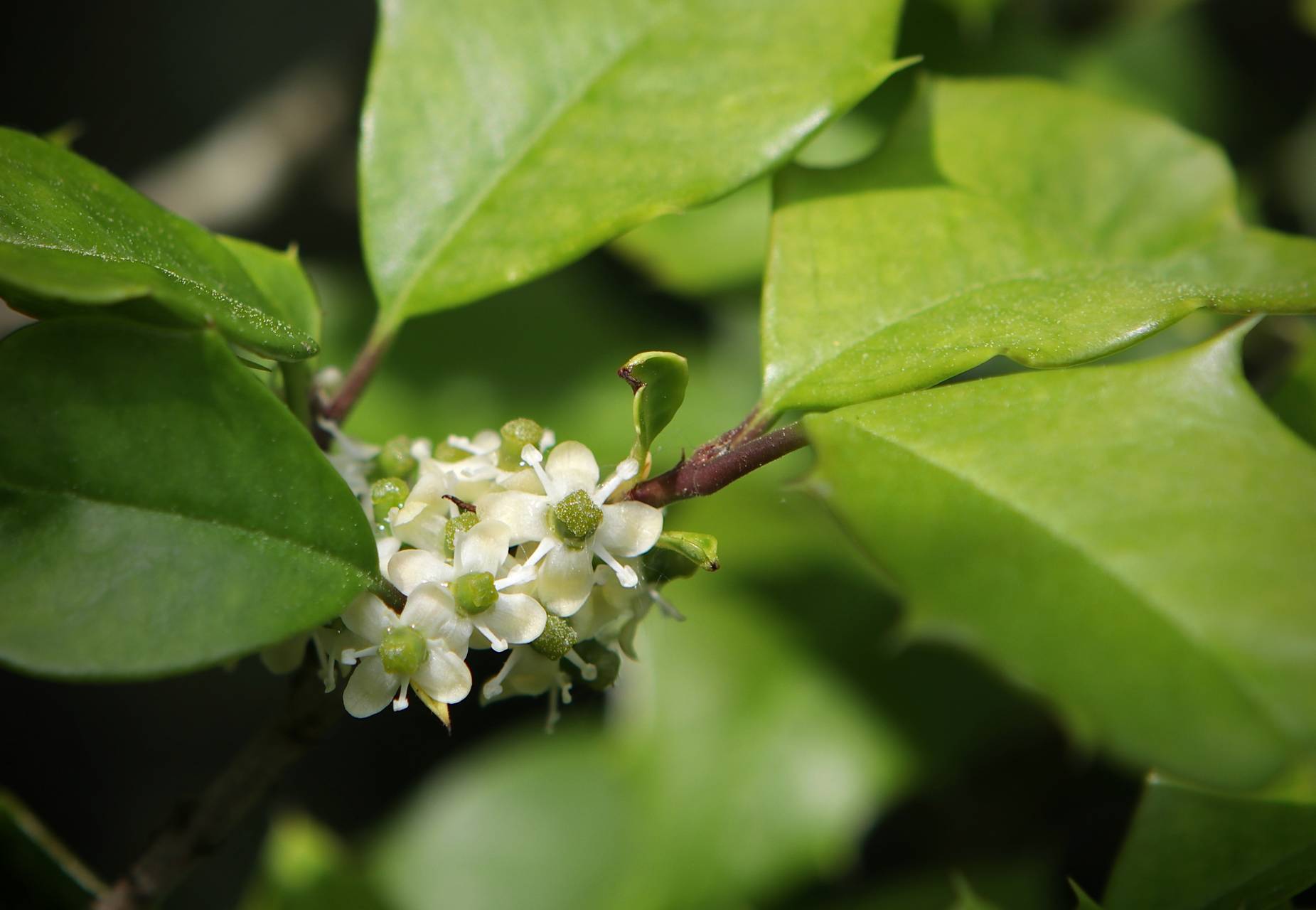 Photo of American Holly