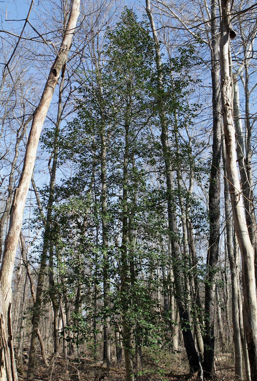 Photo of American Holly