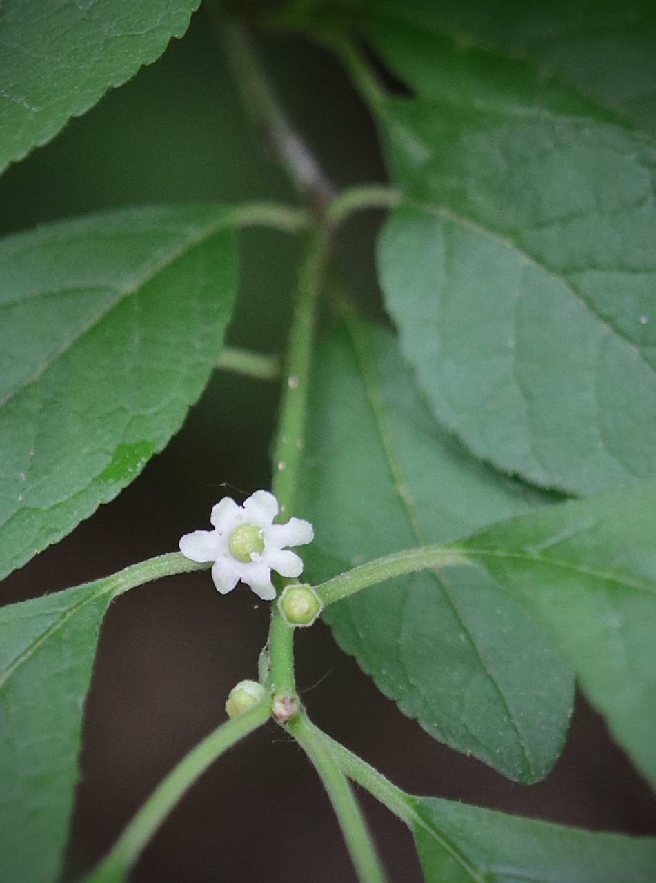 Photo of Winterberry