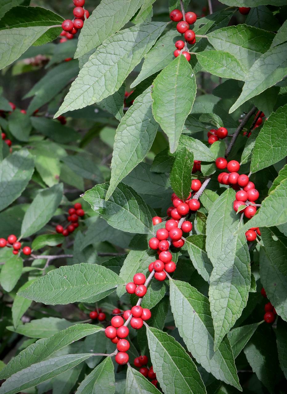 Photo of Winterberry