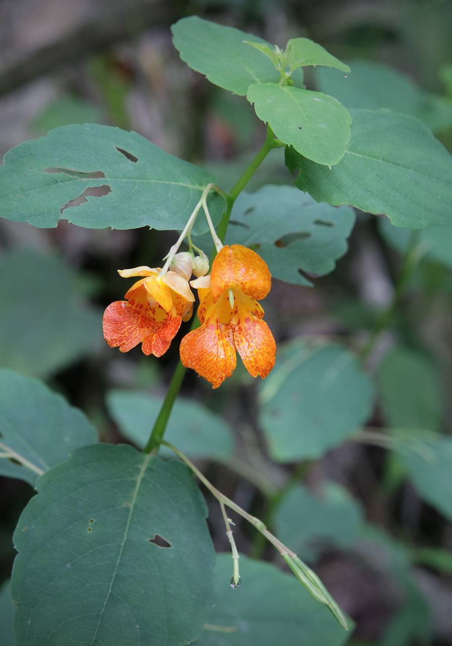 Photo of Spotted Jewelweed