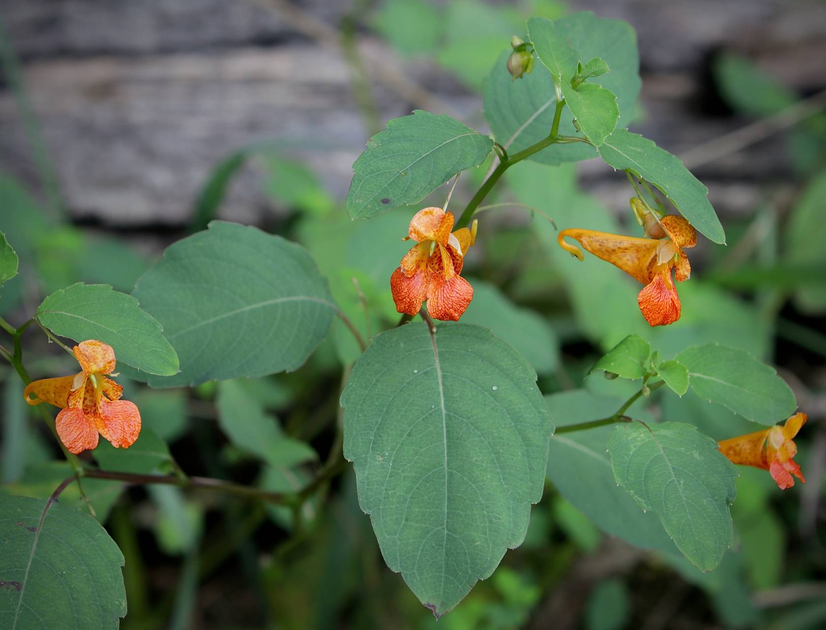 Photo of Spotted Jewelweed