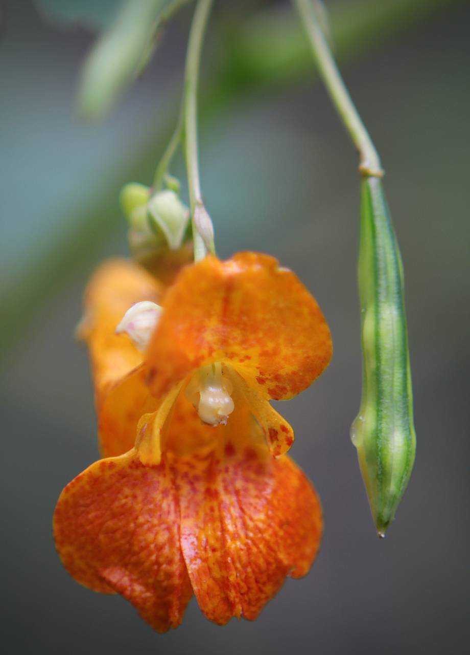 Photo of Spotted Jewelweed
