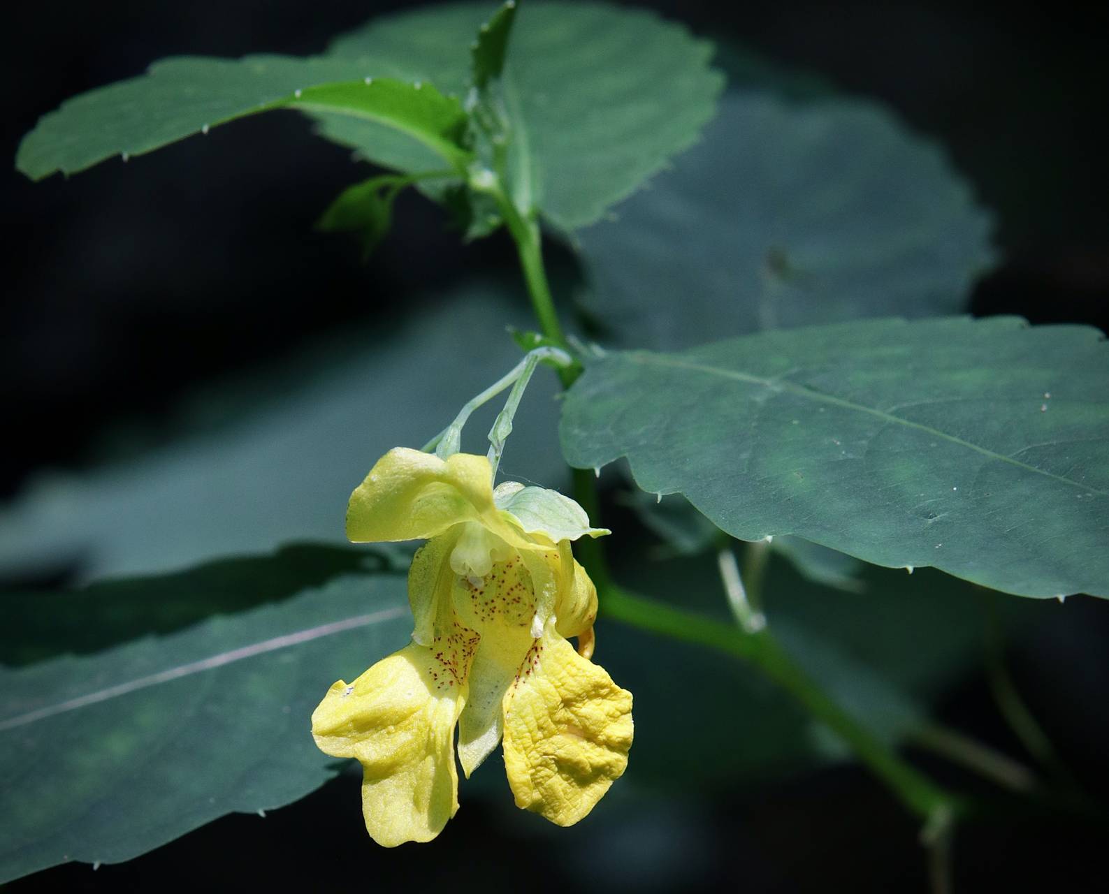 Photo of Yellow Jewelweed