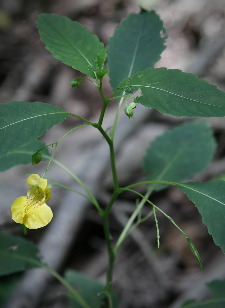 Photo of Yellow Jewelweed