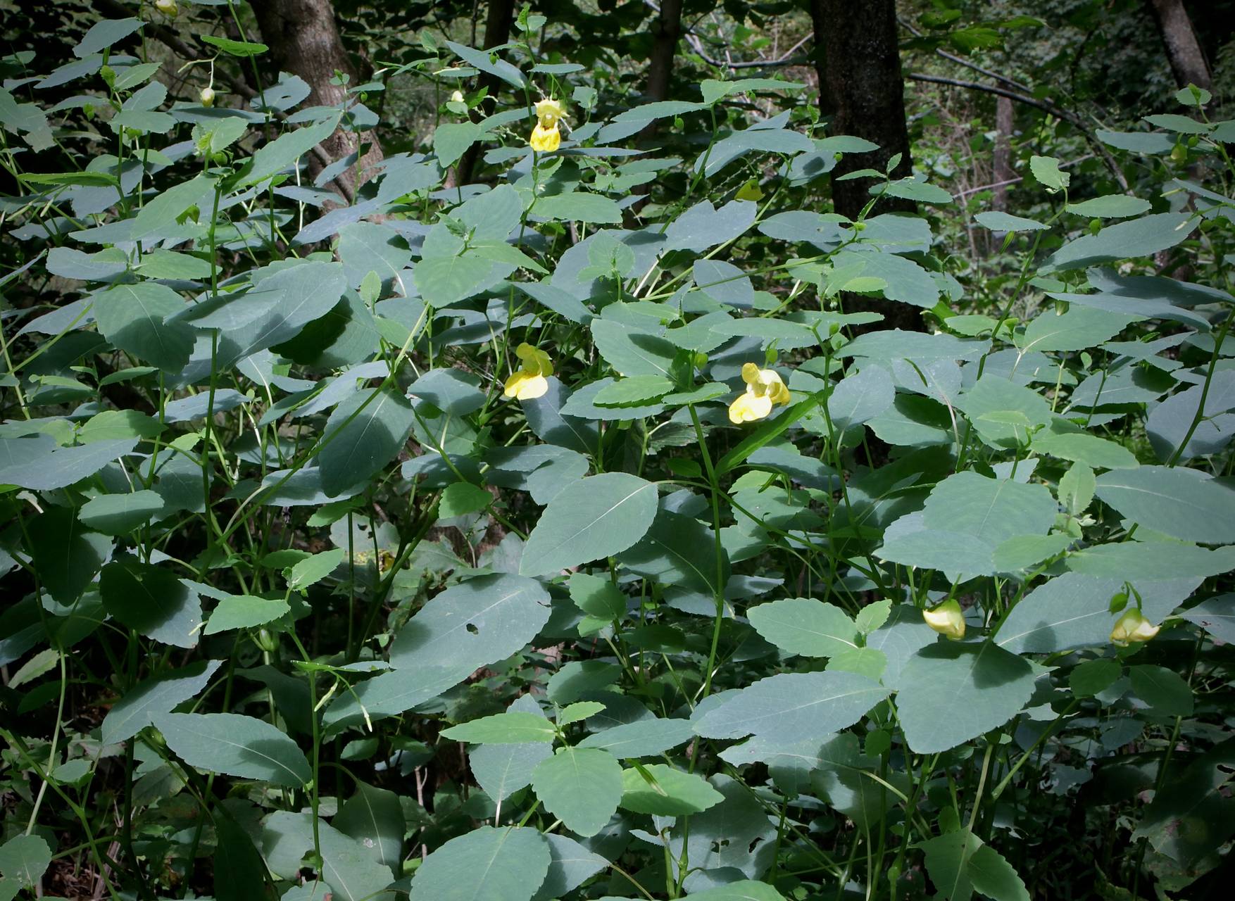 Photo of Yellow Jewelweed