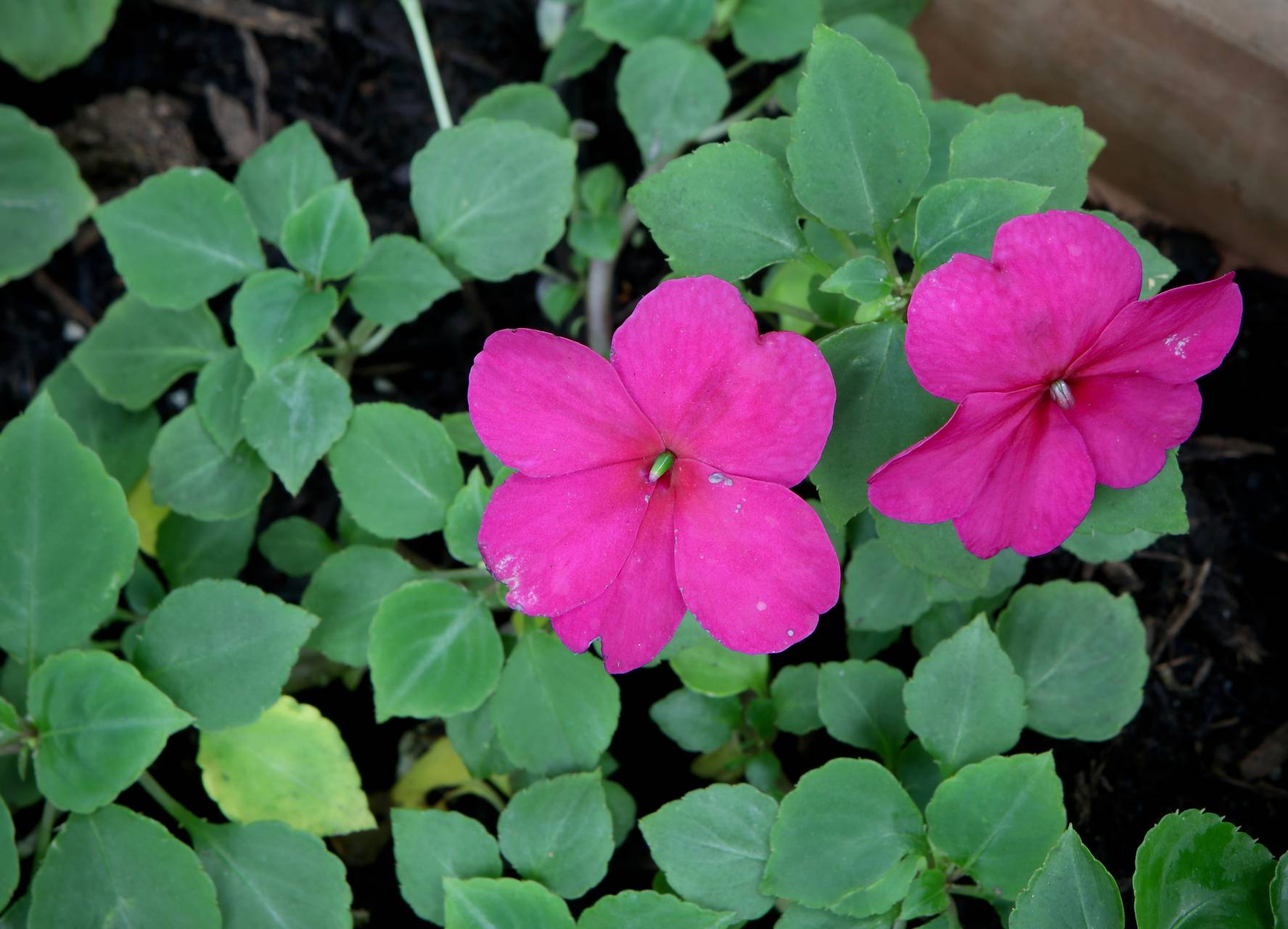 Photo of Impatiens
