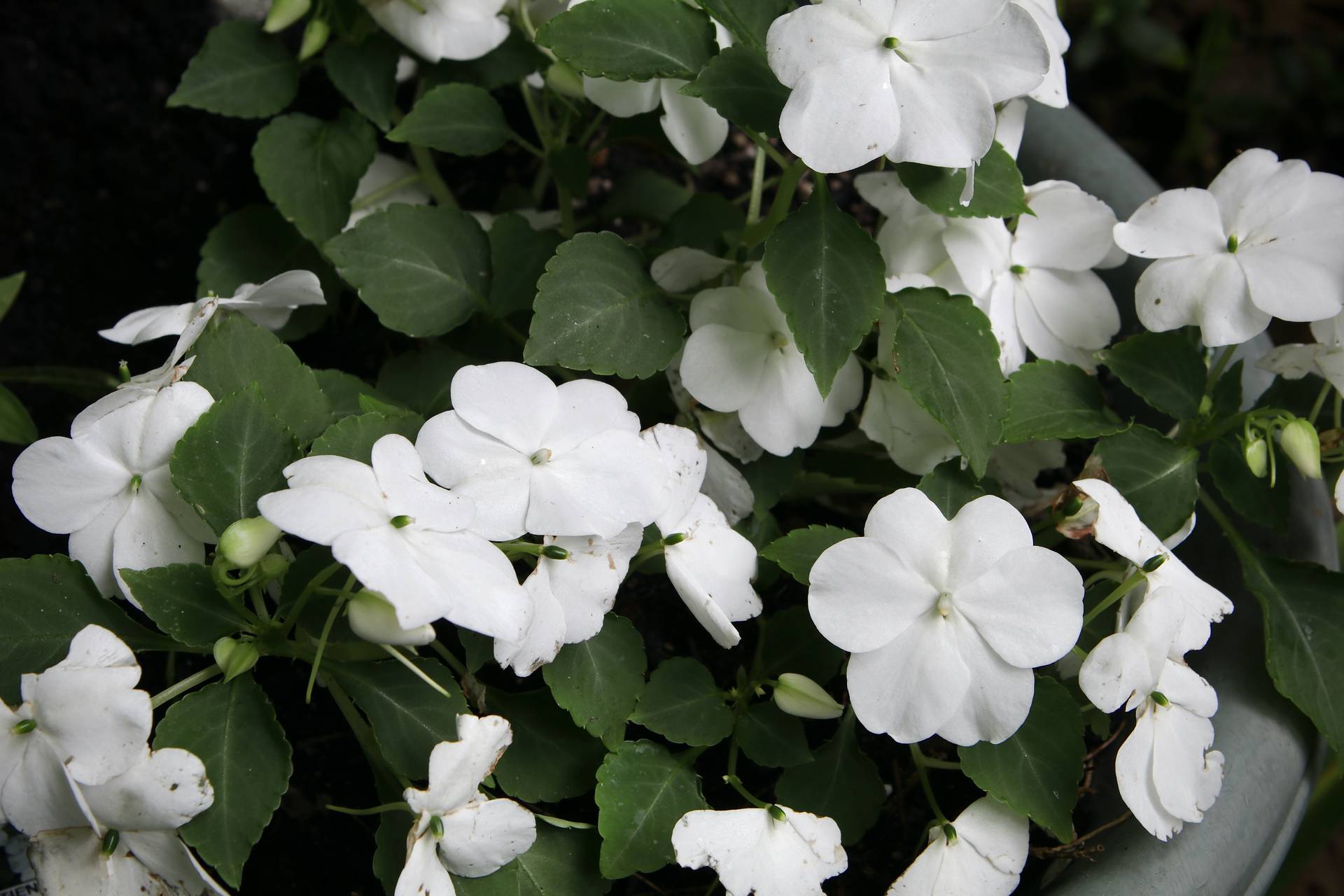 Photo of Impatiens