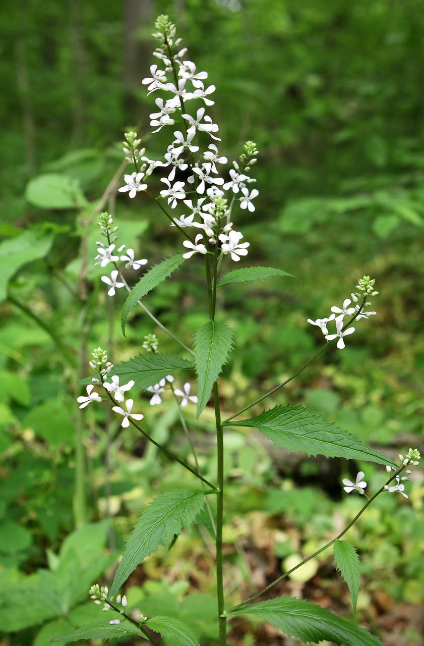 Photo of Purple Rocket