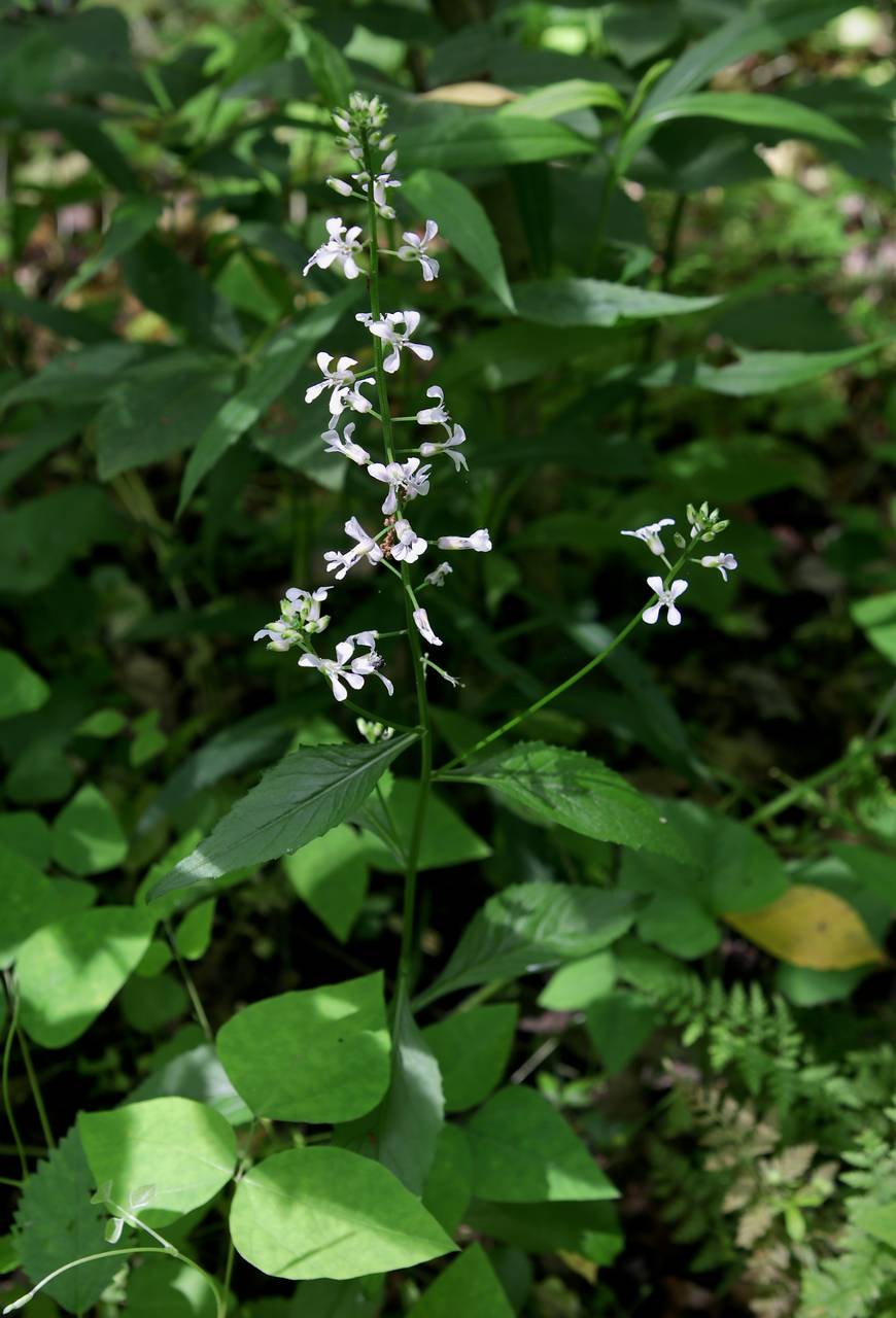 Photo of Purple Rocket