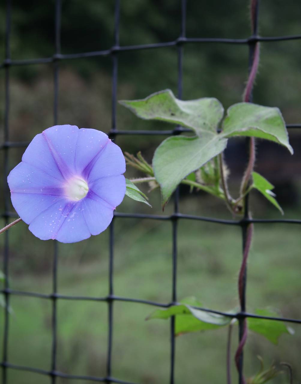 Photo of Ivy-Leaved Morning Glory