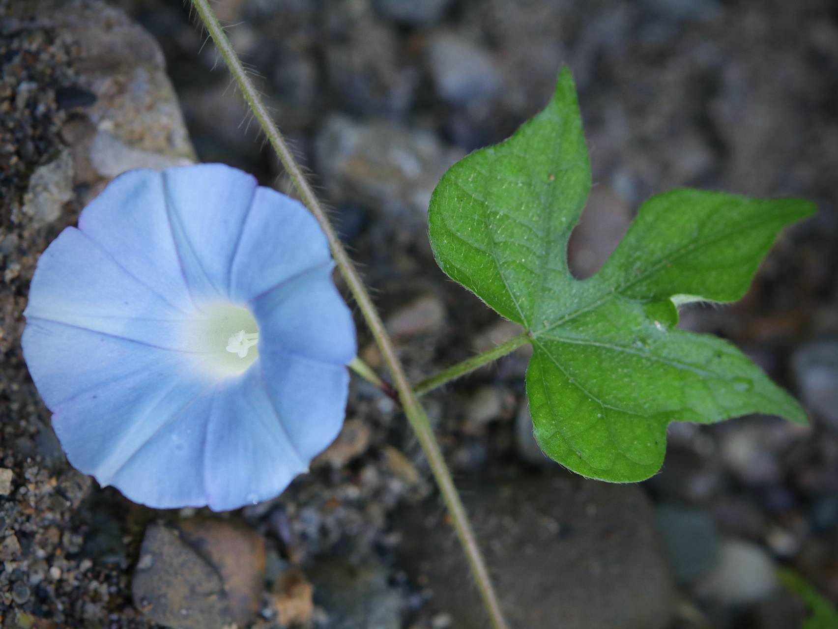 Photo of Ivy-Leaved Morning Glory