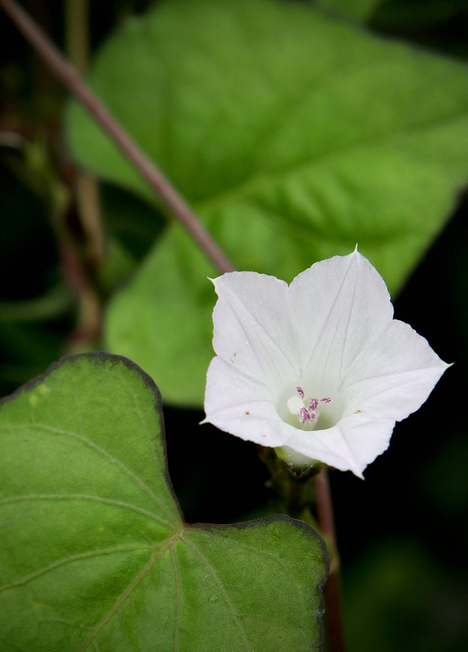 Photo of Small White Morning Glory